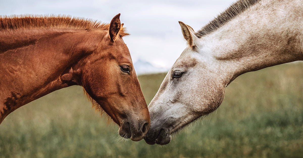 Bizarre Facts About Horses