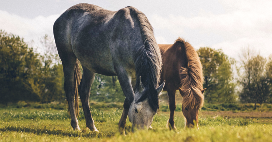 Bizarre Facts About Horses