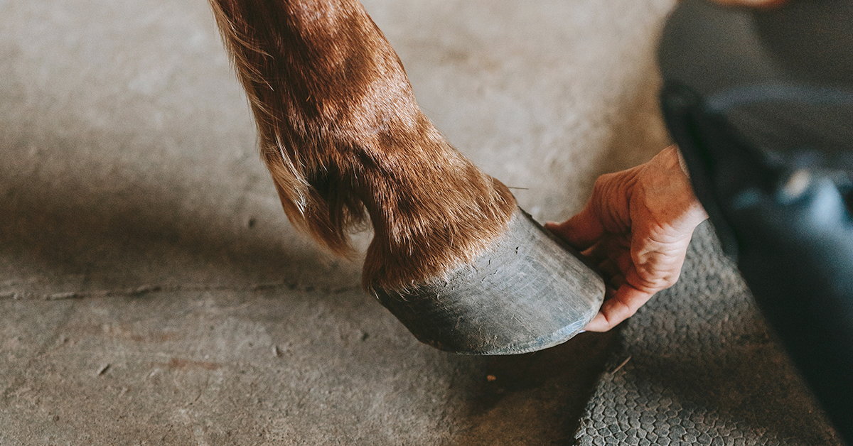 Dealing With Hoof Abscesses in Horses