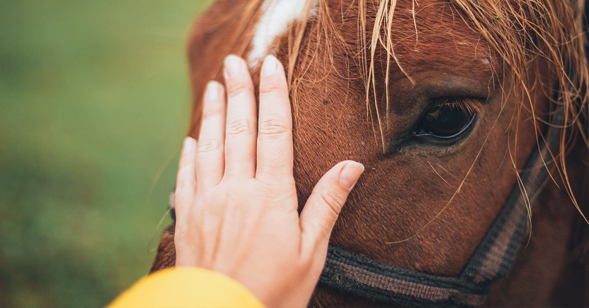 Connecting with Your Heart Horse