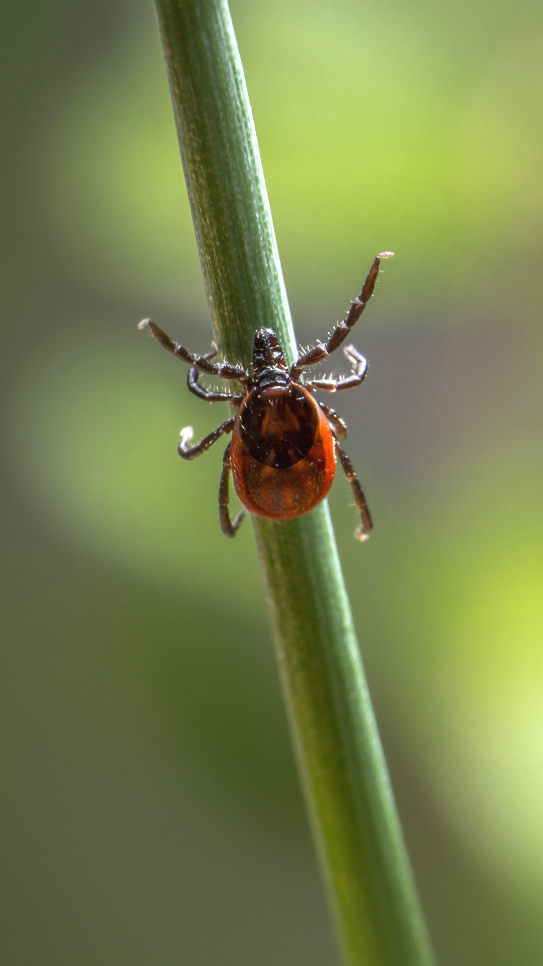 Tick Control for Horses