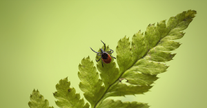 Tick Control For Horses - Your Horse Farm Blog