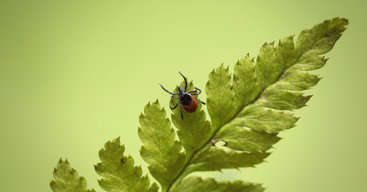 Tick Control for Horses