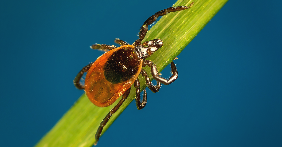 Tick Control for Horses