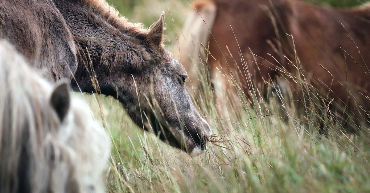 The Importance of Rotational Grazing