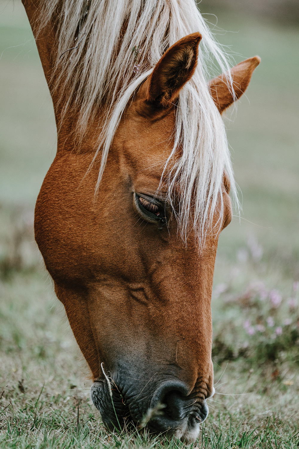 The Importance of Rotational Grazing