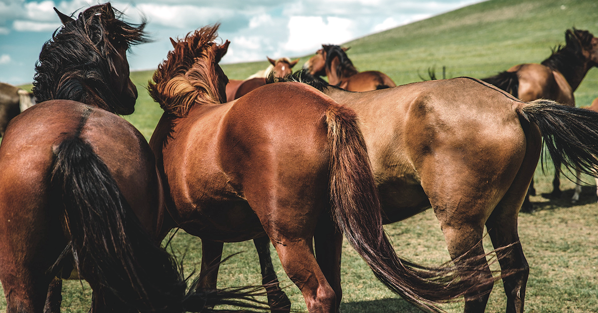 The Importance of Rotational Grazing