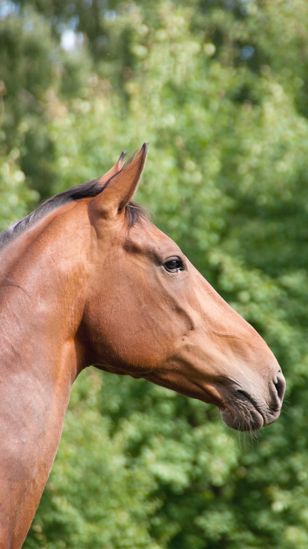 Stereotypical Behavior in Horses