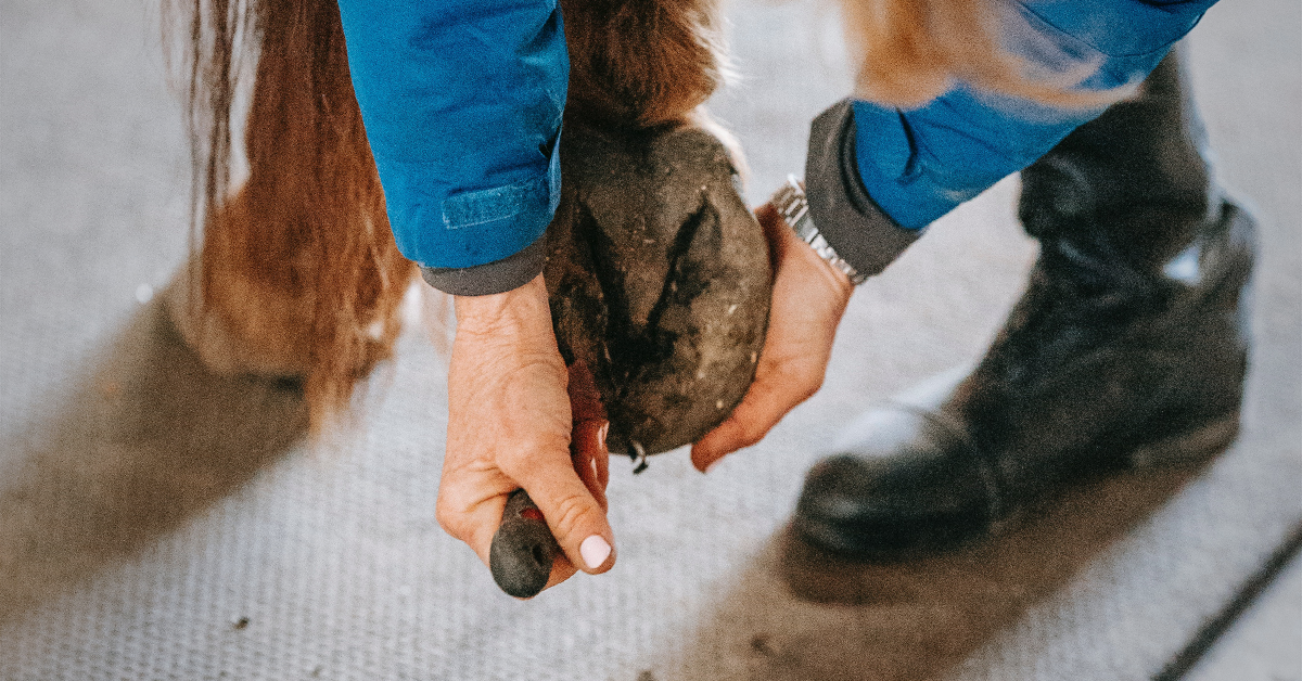 5 Great Barefoot Hoof Care Online Resources