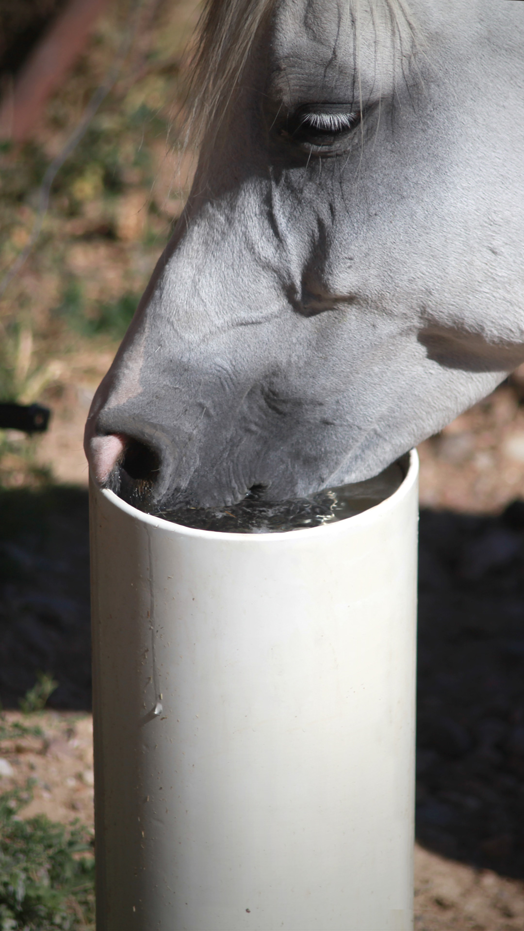 Dehydration in Horses