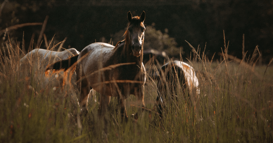 The Best Fat Supplements for Horses