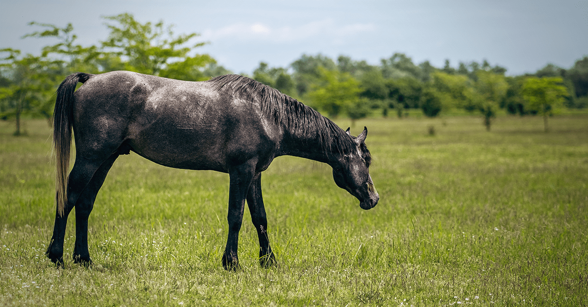 Dehydration in Horses