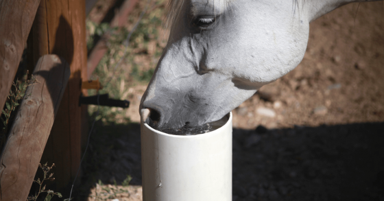 Dehydration in Horses