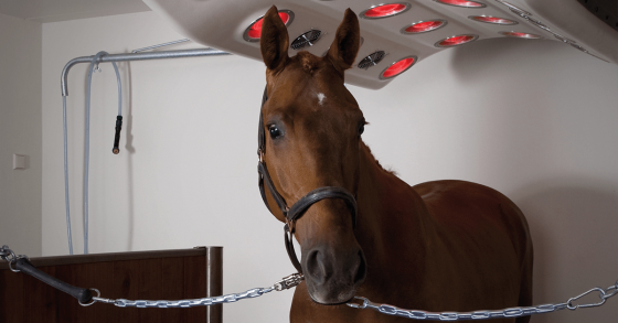 Red Light Therapy for Horses