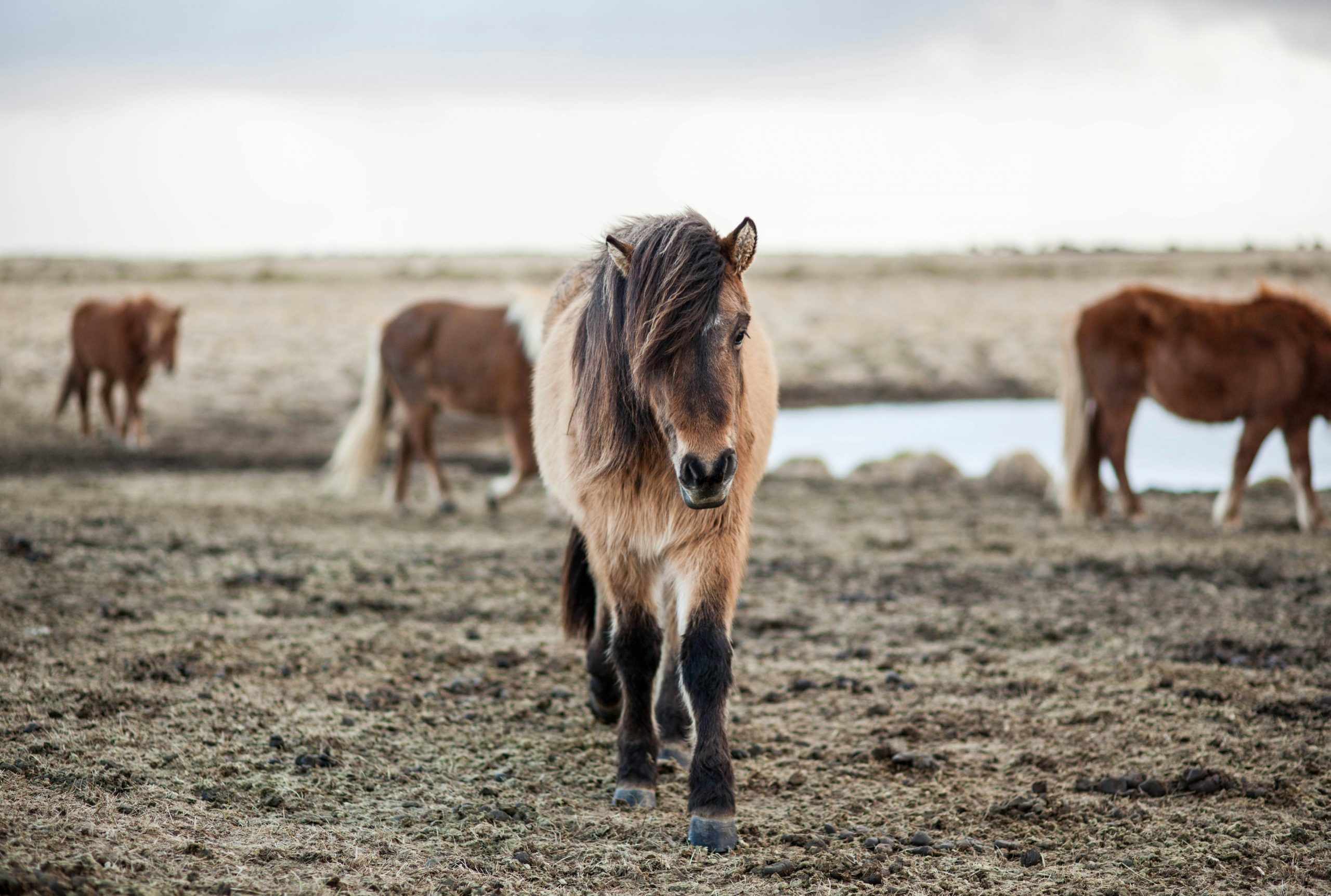 OnIce Horse Farm (Ontario Icelandic Horse Farm) - Guess who's back