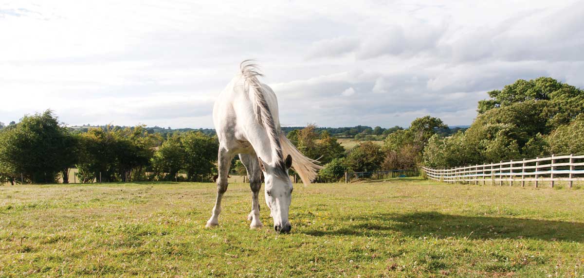 Fecal Egg Count A Guide for Horse Owners Your Horse Farm