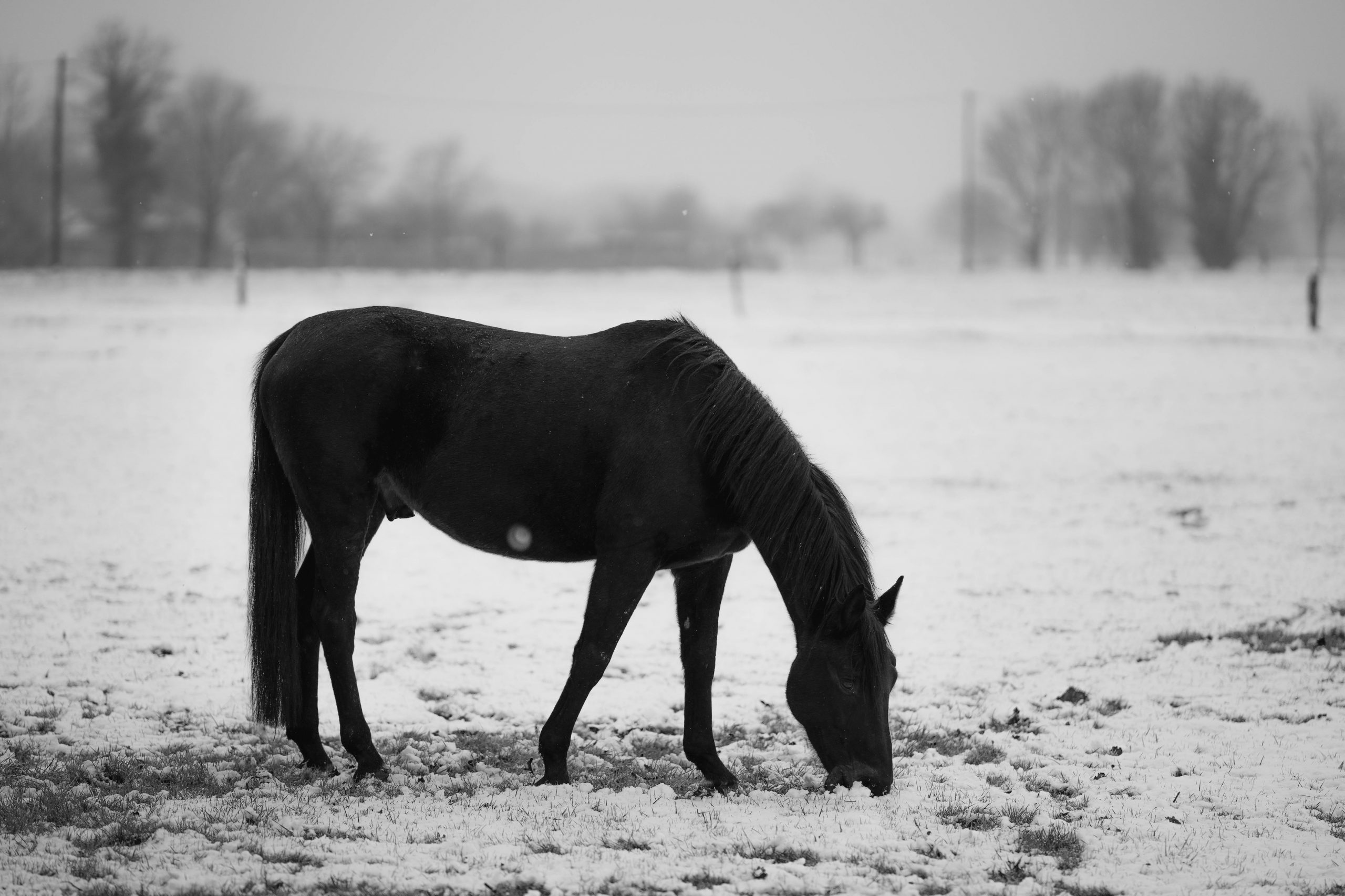 Winter Hoof Care: Essential Tips for Horse Owners